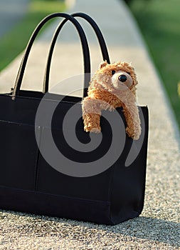 Bear in purse