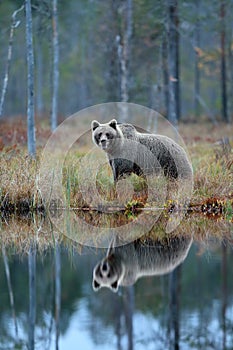 Bear with reflection in water. Big brown bear walking around lake with mirror image. Dangerous animal in the forest. Wildlife scen