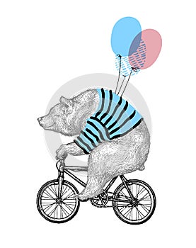 Bear Ride Bicycle Balloon Vector Illustration. Vintage Mascot Cute Grizzly Cycle Bike Isolated on White. Happy Birthday