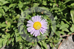 Bear River Fleabane flower - Erigeron Ursinus