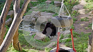 Bear in river, playing in cold water. Young asian black bears in Frankfurt Zoo