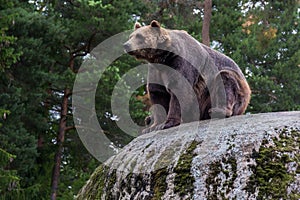 Bear on a rock