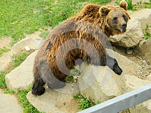 Bear on a rock formation