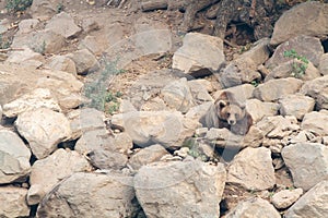 bear on the rocks