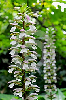 Bear`s breeches, sea dock, bearsfoot, oyster plant, Acanthus mollis