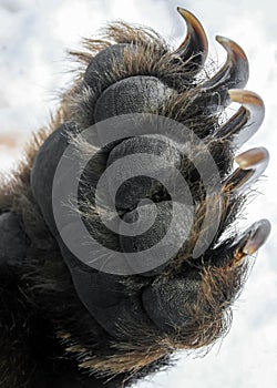 Bear`s front paw with long and sharp claws close-up