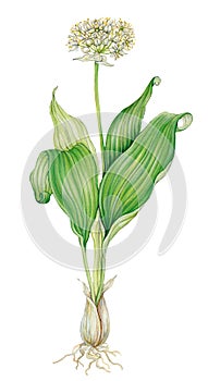 Bear`s garlic