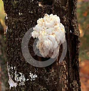 Bear's head tooth mushroom (Hericium erinaceus)