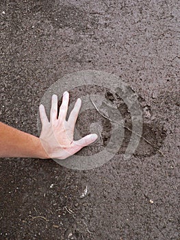 Bear`s paw trace compared to human hand in the mud