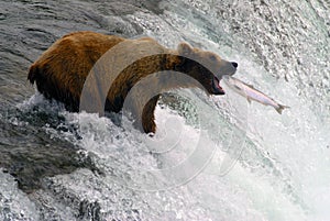 Un oso salmón en 