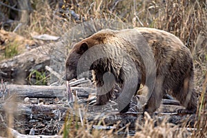 Bear with salmon in its mouth