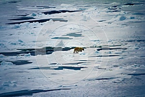 Bear at scene of killing and eating seal