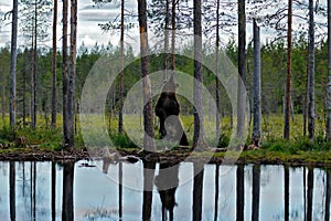 Bear scratching dance with tree trunk, summer forest, wide angle with habitat. Beautiful brown bear walking around lake, fall