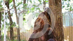 Bear Scratching at Zoo