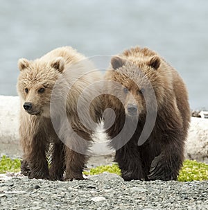 Bear Siblings