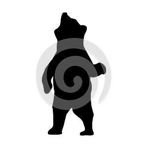 Bear Silhouette Animal