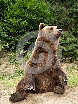 bear sits in the forest