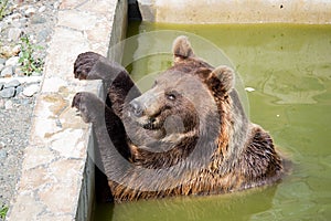 Bear sitting in green water