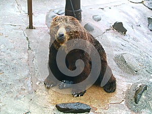 Bear sitting on rock