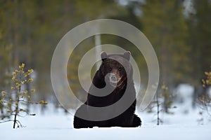 Bear sitting on snow photo