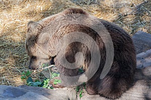 Bear Skansen Park Stockholm Sweden