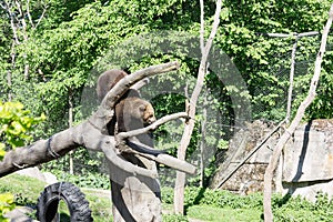 Bear Skansen Park Stockholm Sweden