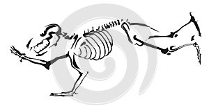 Bear skeleton in back and white
