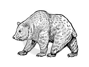 Bear sketch, vector black and white illustration of grizzly.