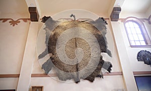 Bear Skin Rug