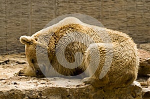 Bear sleeping