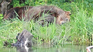 Bear sleeping