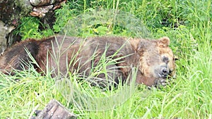 Bear sleeping