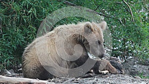 Bear sleeping