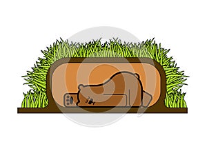 Bear sleeps in den. Beast is sleeping. vector illustration