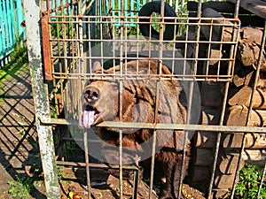 Bear in a small cage at a private zoo