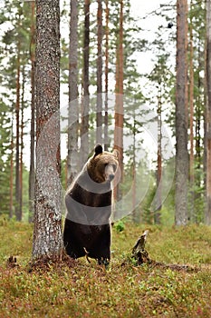 Bear standing in forest at summer