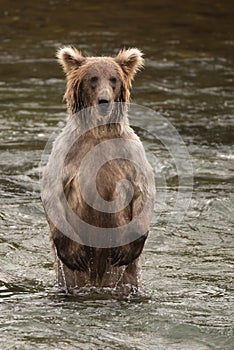 Bear standing on hind legs in river