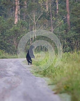 a bear is standing on its hind legs as he crosses a road