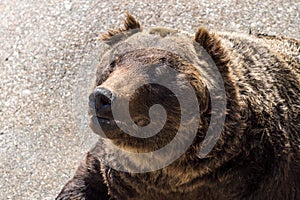 A bear Stare at you in Showa-Shinzan Bear Park