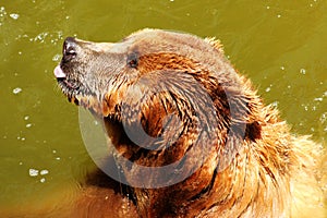 Bear sticking out tongue