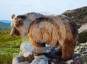 Bear on stone in wildness area