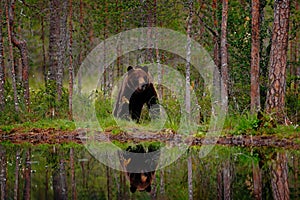 Bear with summer forest, wide angle with habitat. Beautiful brown bear walking around lake, fall colours. Big danger animal in