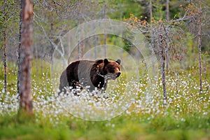 Bear with summer forest, wide angle with habitat. Beautiful brown bear walking around lake, fall colours. Big danger animal in