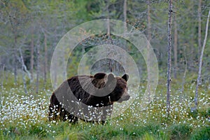 Medvěd s letním lesem, široký úhel s biotopem. Krásný medvěd hnědý chodí kolem jezera, podzimní barvy. Velké nebezpečné zvíře v