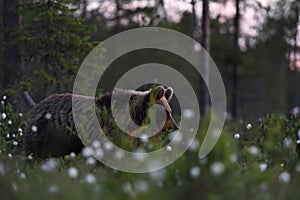 Bear at sunrise. Young brown bear at summe