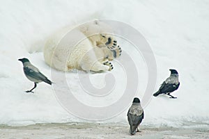 Bear surrounded by crows