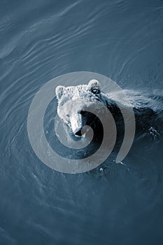 Bear swimming