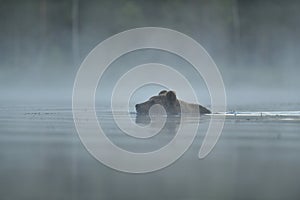 Bear swimming in the misty pond at summer night