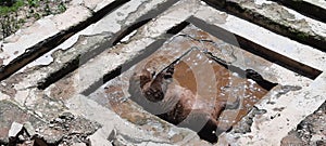 Bear taking bath in muddy water