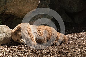 Bear in Le Cornell animal park photo